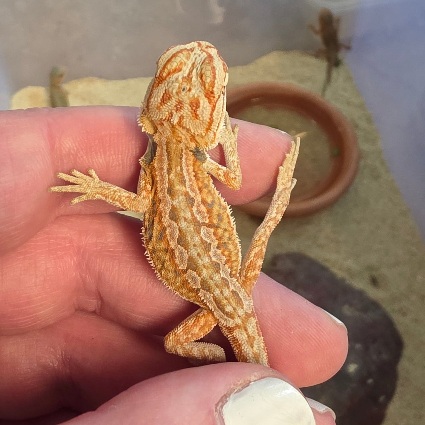 Orange Line - Normal Scale Central Bearded Dragons
