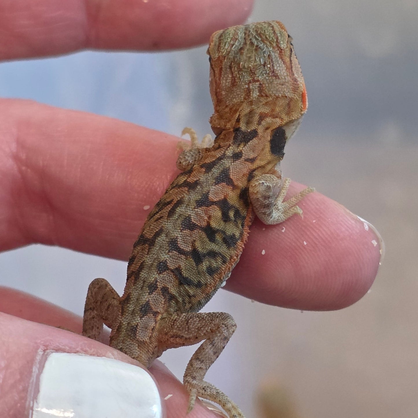 Orange Line - Leatherback Central Bearded Dragons