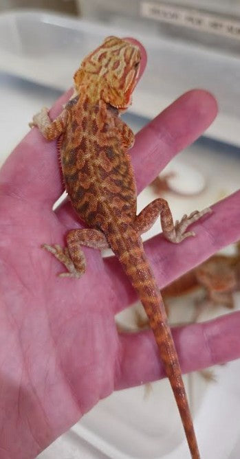 Leatherback Hypo/Trans Central Bearded Dragons