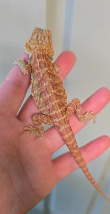 Leatherback Hypo/Trans Central Bearded Dragons