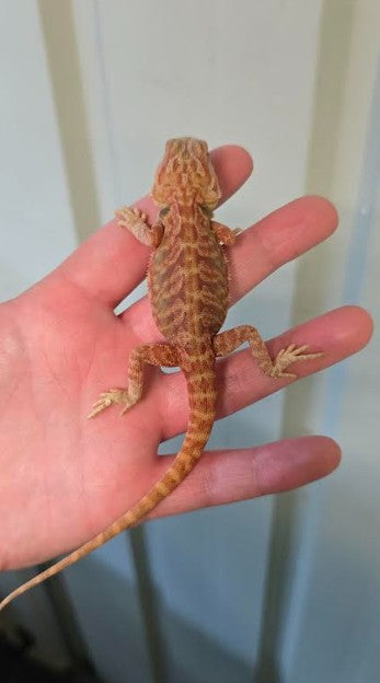 Leatherback Hypo/Trans Central Bearded Dragons
