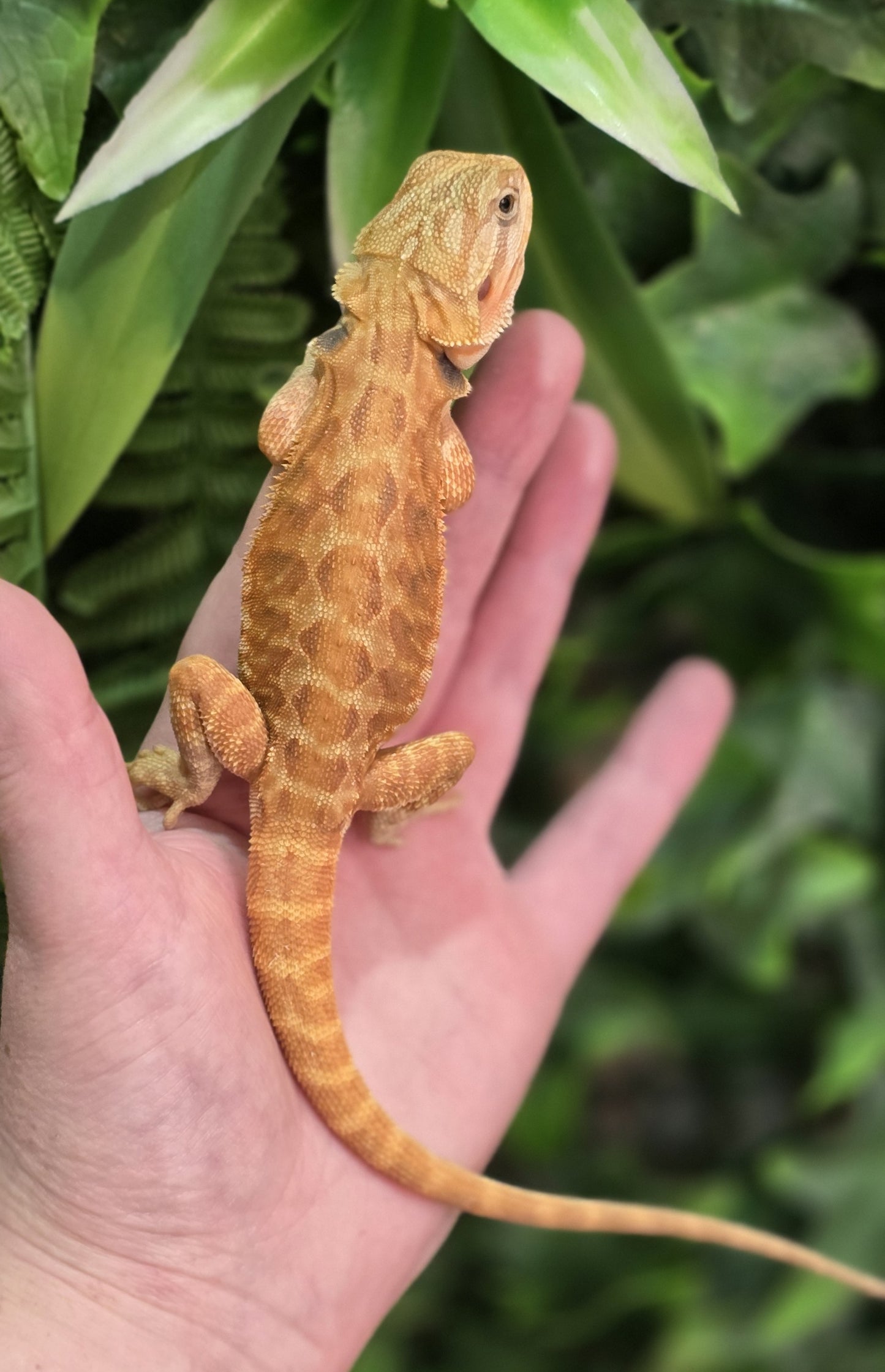 Leatherback Hypo/Trans Central Bearded Dragons