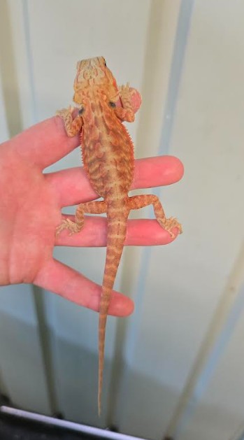 Leatherback Hypo/Trans Central Bearded Dragons