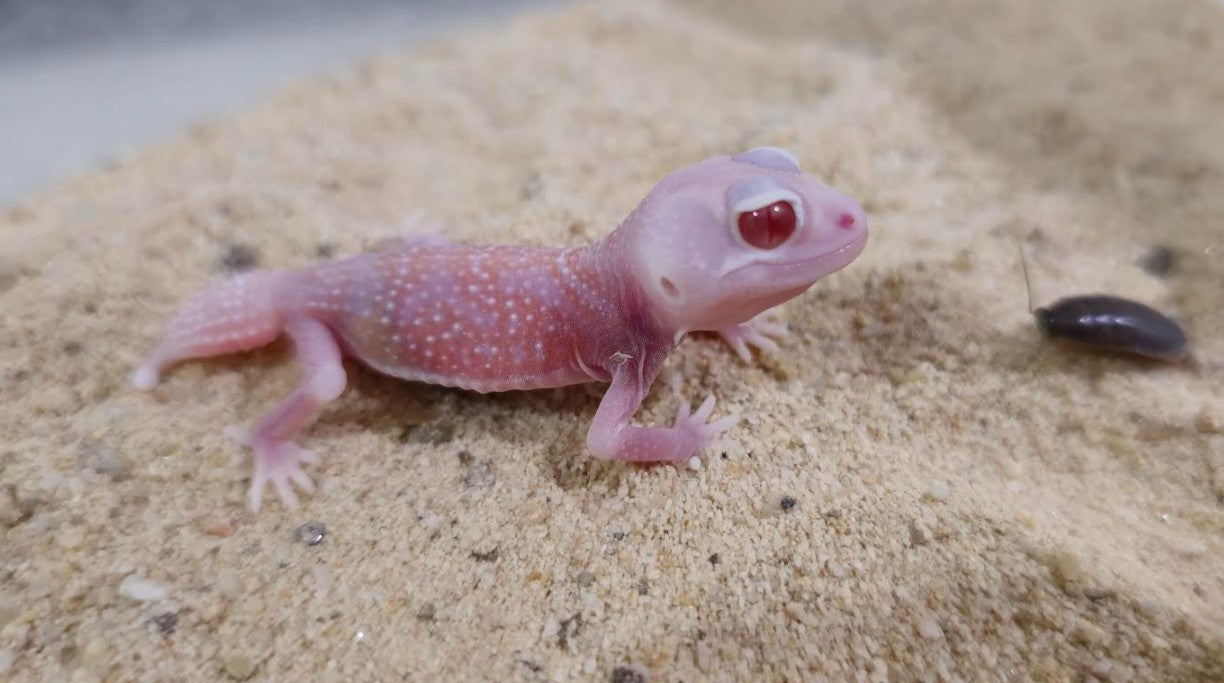 Albino Smooth Knob-Tailed Geckos