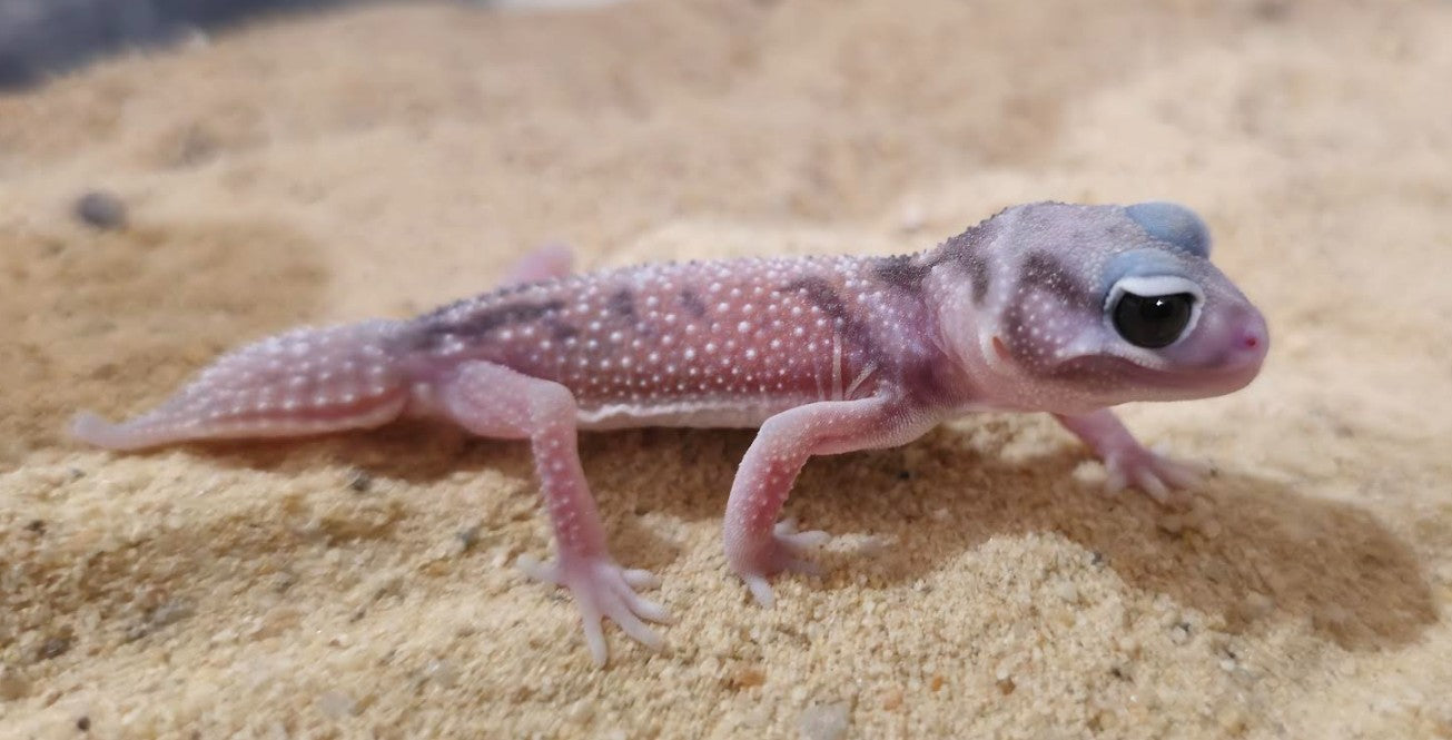 Standard Smooth Knob-Tailed Geckos