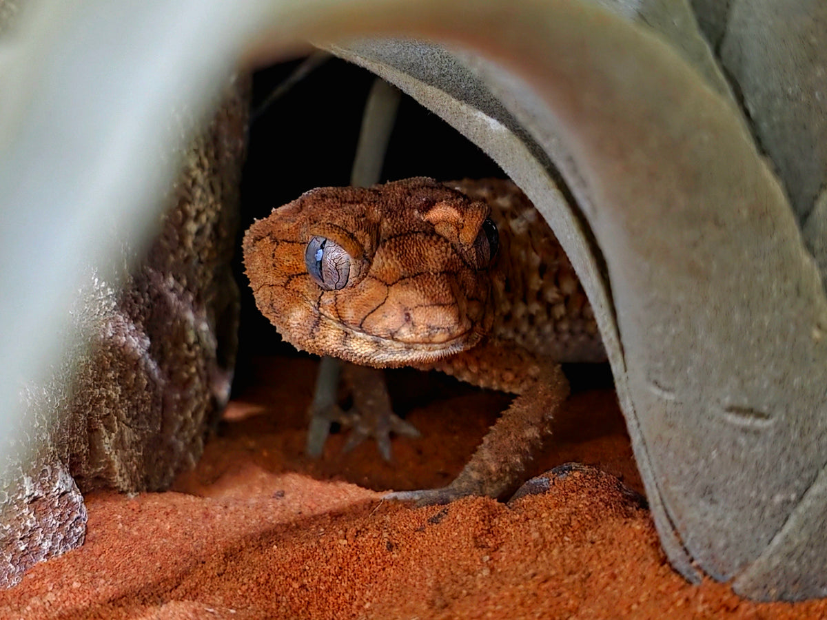 Live Lizard Sales – Legacy Lizards AU