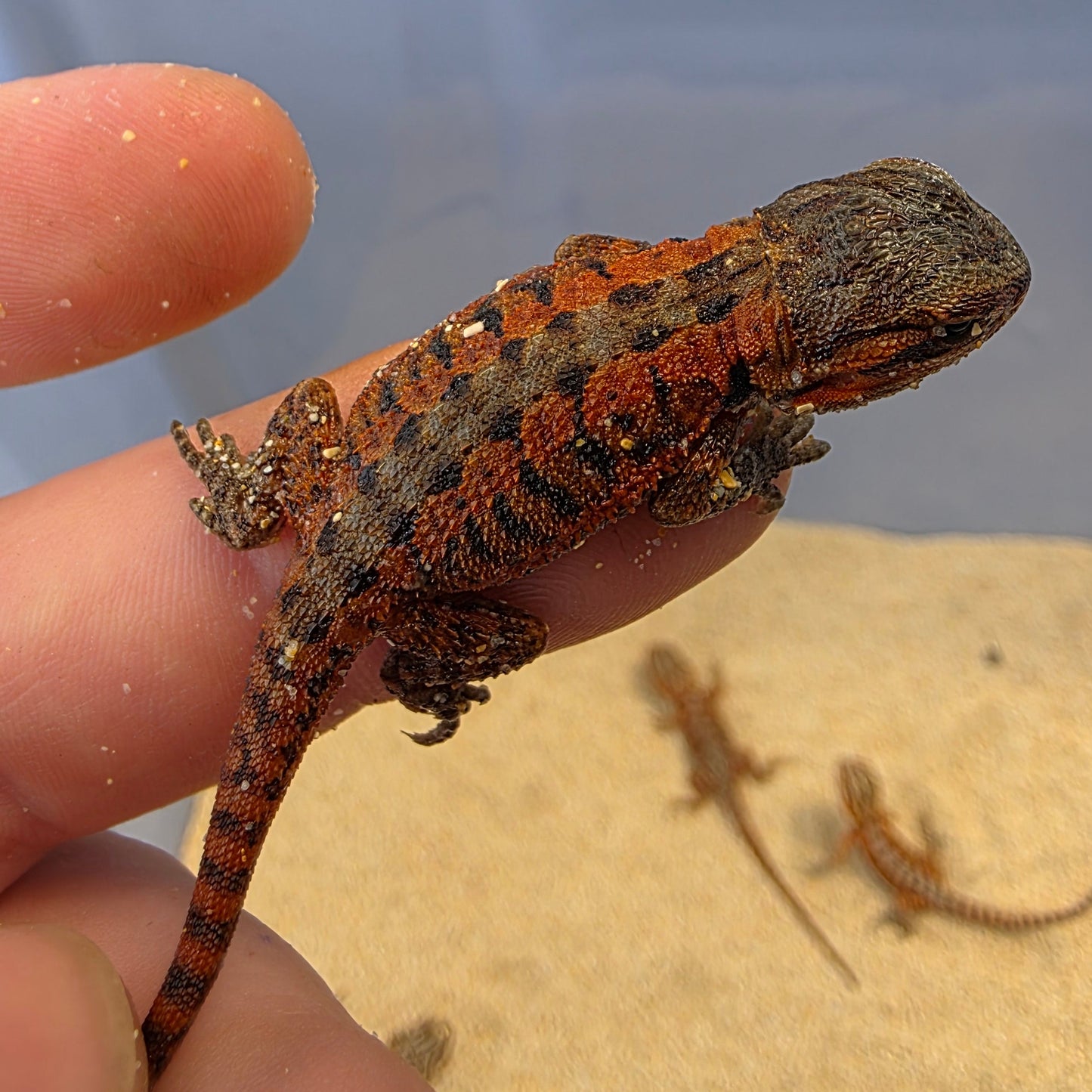 Red Line - Normal Scale Central Bearded Dragons