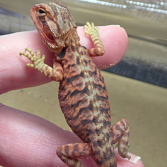 Red Line - Leatherback Central Bearded Dragons