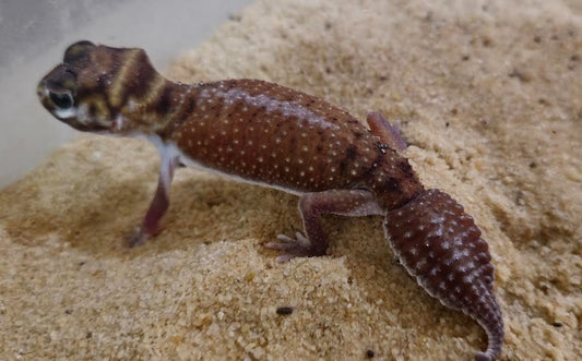 100% Het Albino Smooth Knob-Tailed Geckos