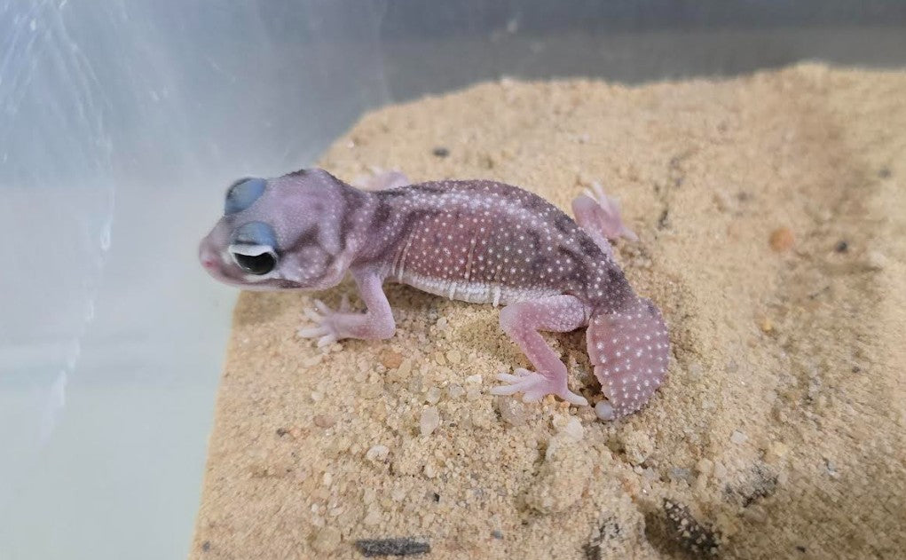 100% Het Patternless Smooth Knob-Tailed Geckos