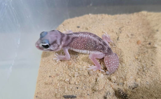 100% Het Patternless Smooth Knob-Tailed Geckos