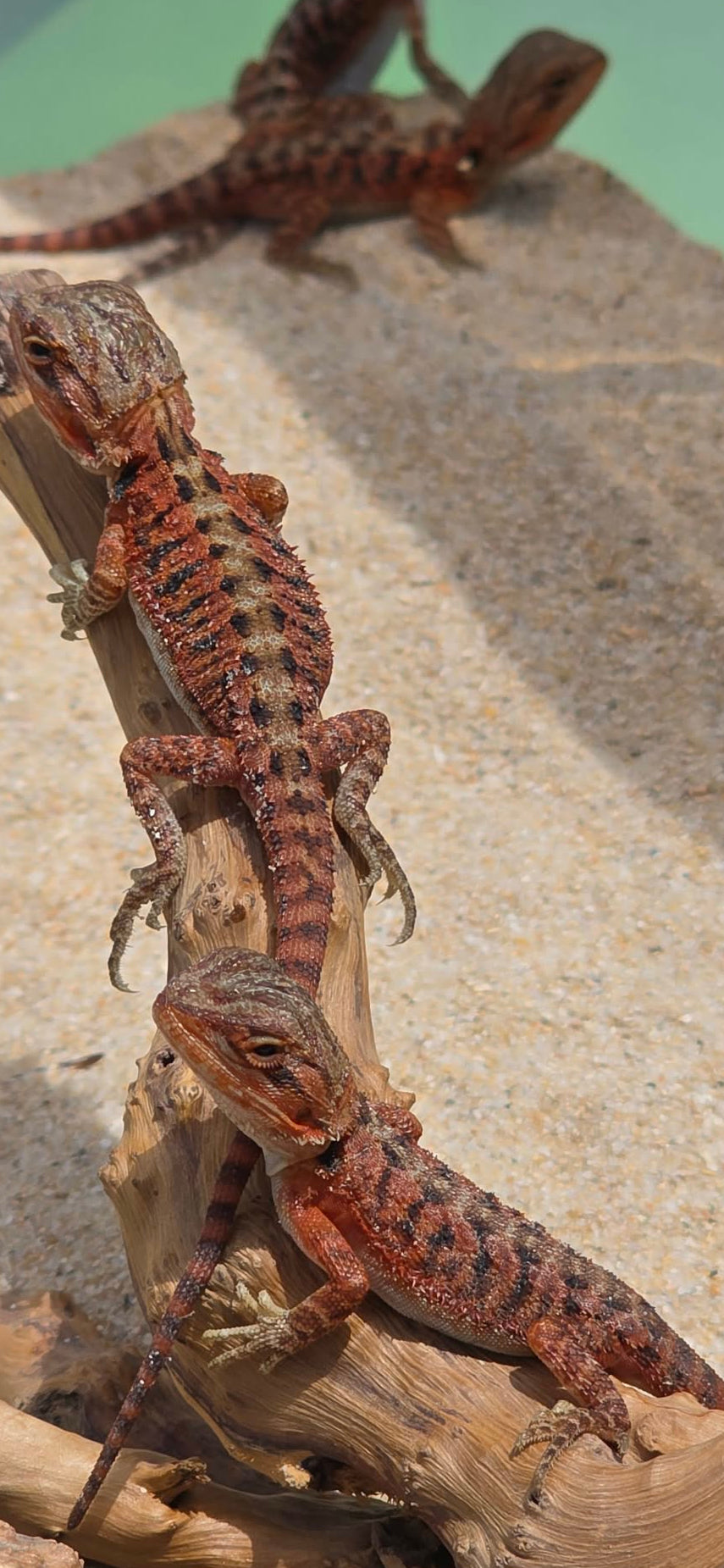 Red Line - Normal Scale Central Bearded Dragons