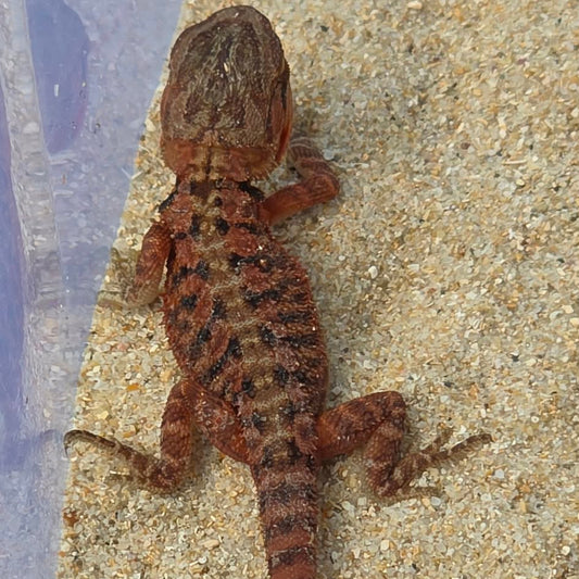 Red Line - Normal Scale Central Bearded Dragons