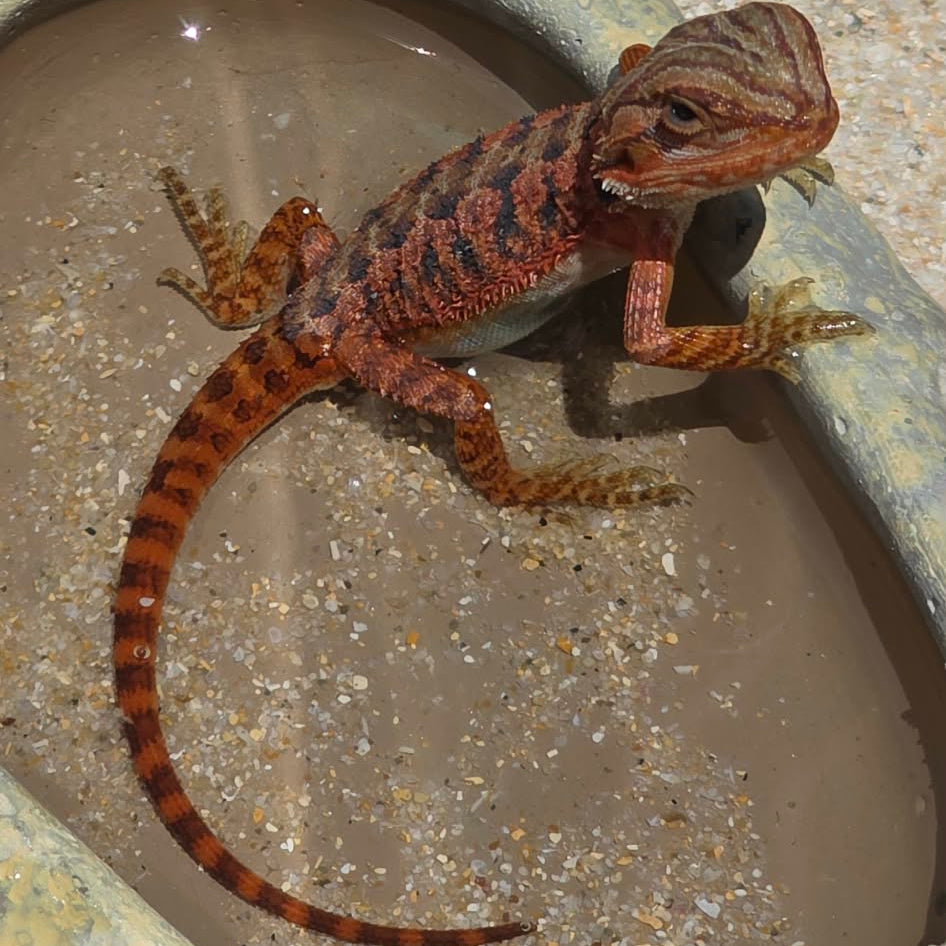 Red Line - Normal Scale Central Bearded Dragons