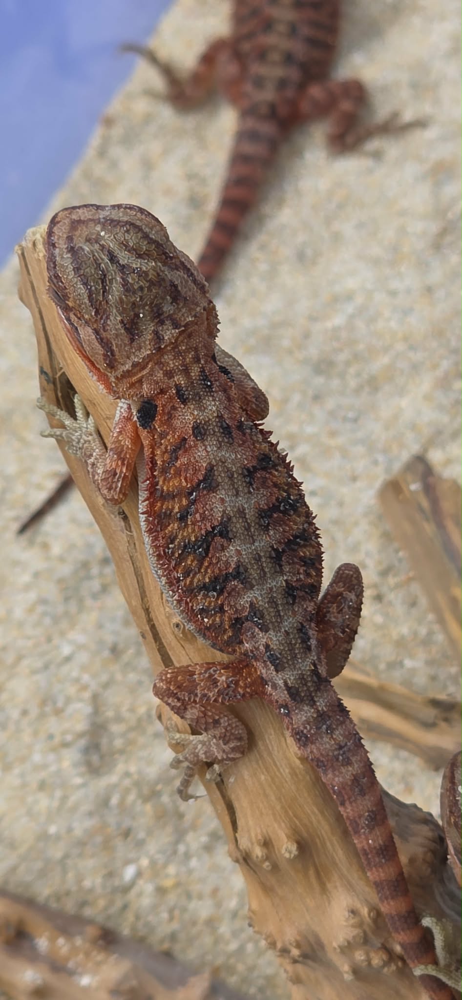 Red Line - Normal Scale Central Bearded Dragons