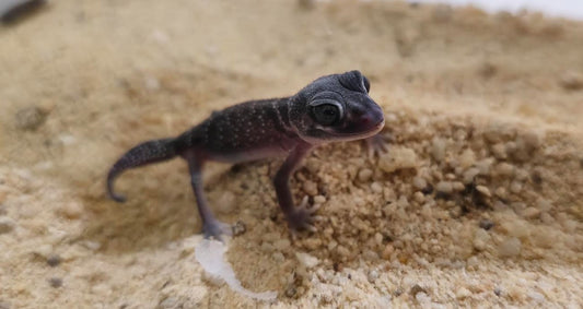 100% Het Albino/Patternless Smooth Knob-Tailed Geckos