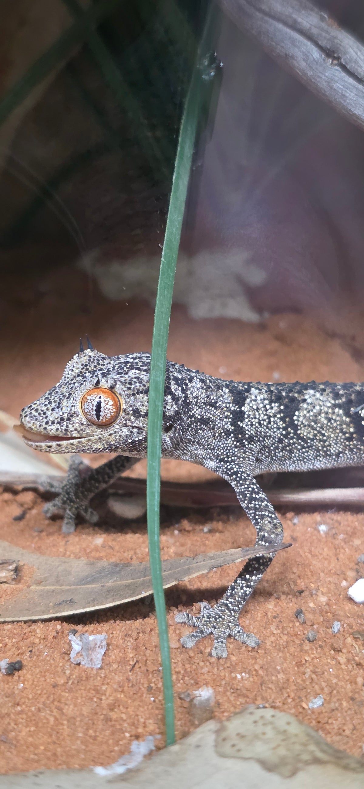 Legacy Lizards AU