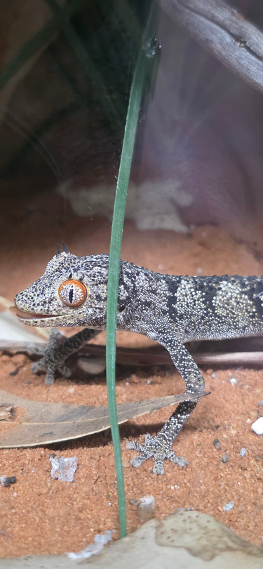 Legacy Lizards AU